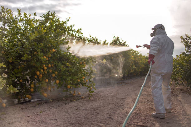 Best Affordable Pest Control Services  in West Whittier Los Nietos, CA